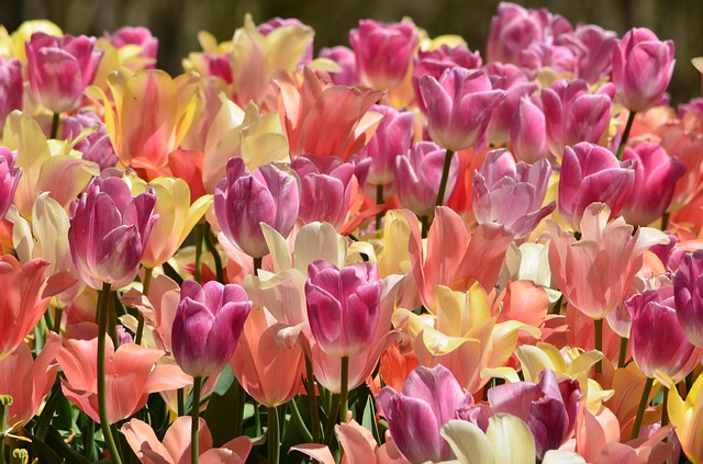 tulipány barevné