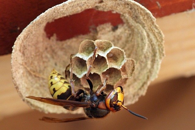 sršni staví hnízdo